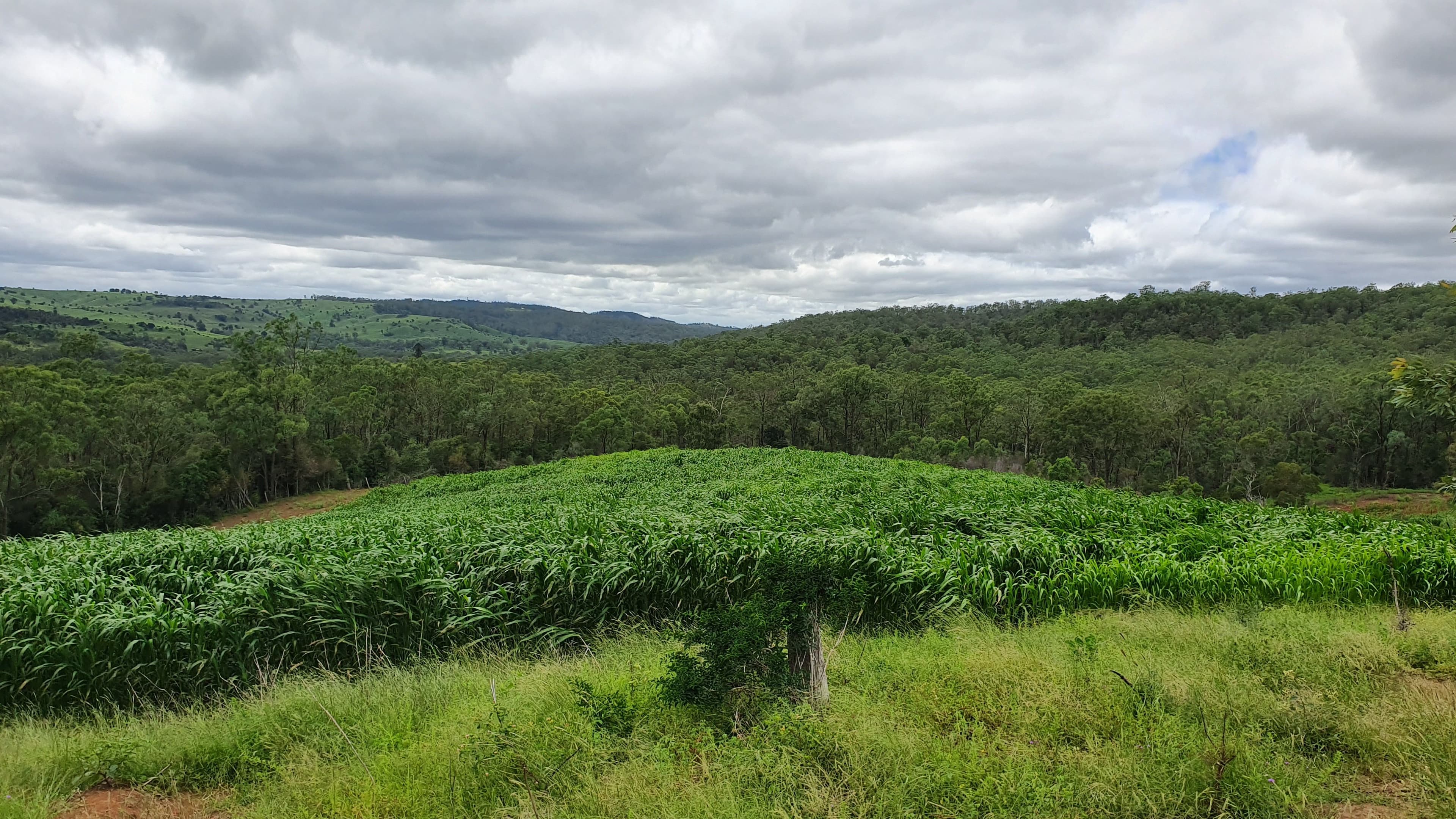 40 Muller Road, Thornville QLD 4352, Thornville - Thumbnail 2
