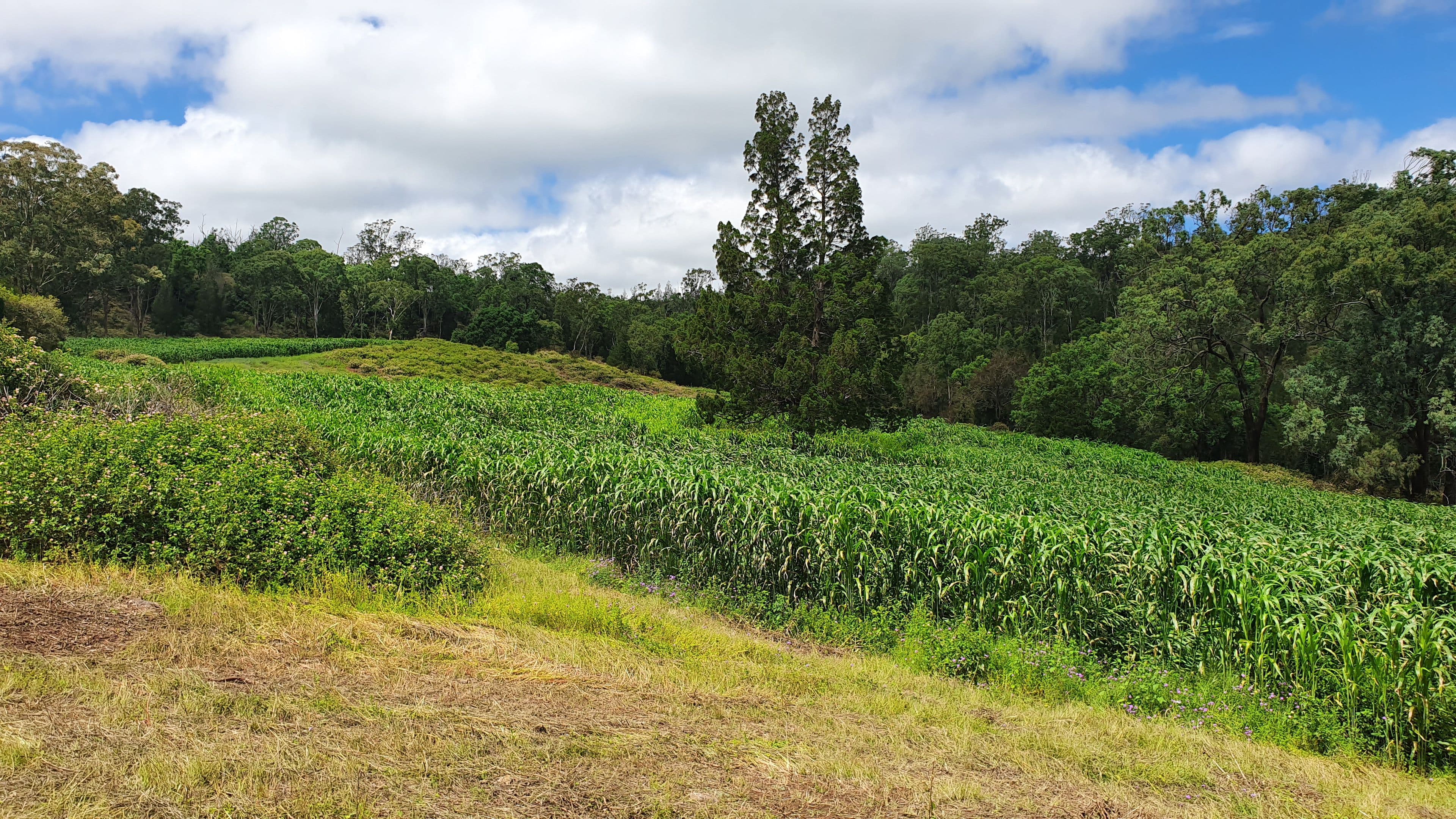 40 Muller Road, Thornville QLD 4352, Thornville - Thumbnail 7