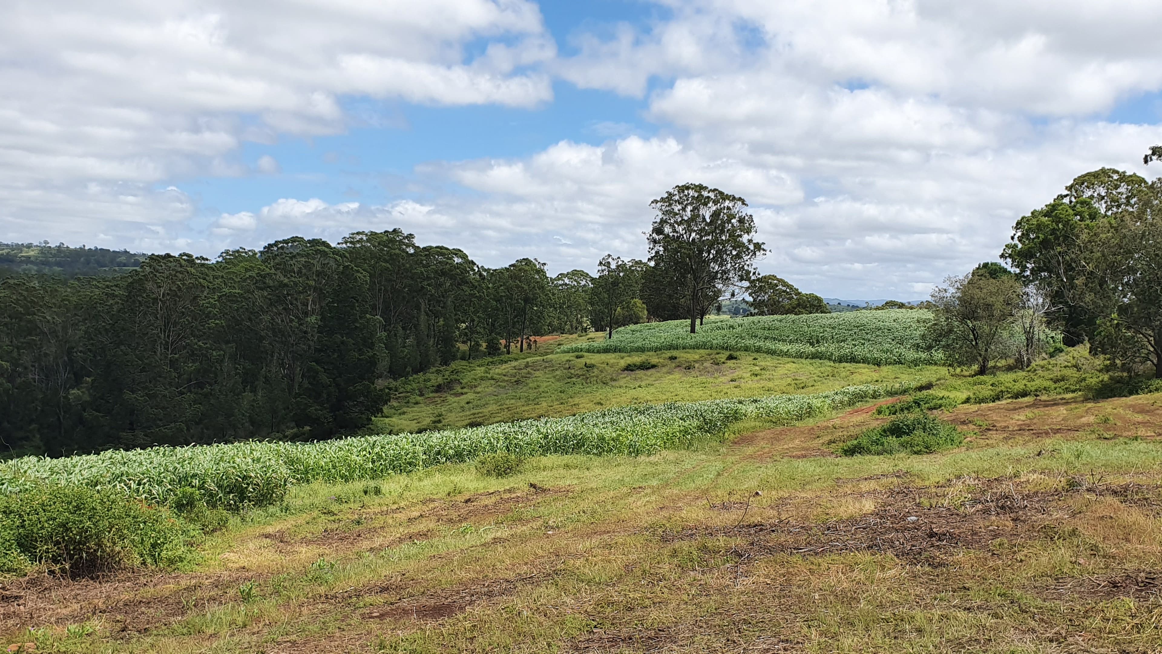 40 Muller Road, Thornville QLD 4352, Thornville - Thumbnail 8