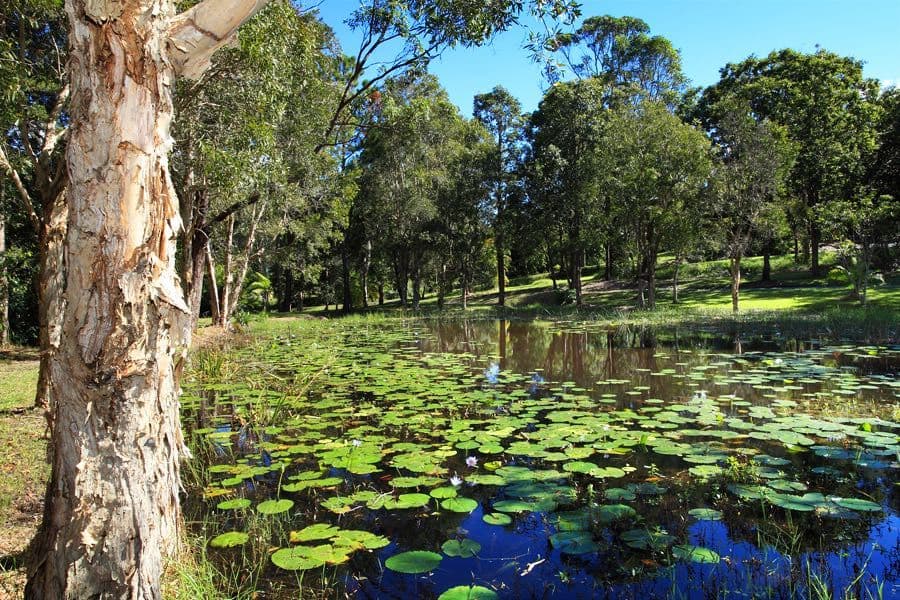 37 Redwood Road, Doonan QLD 4562, Doonan - Thumbnail 2