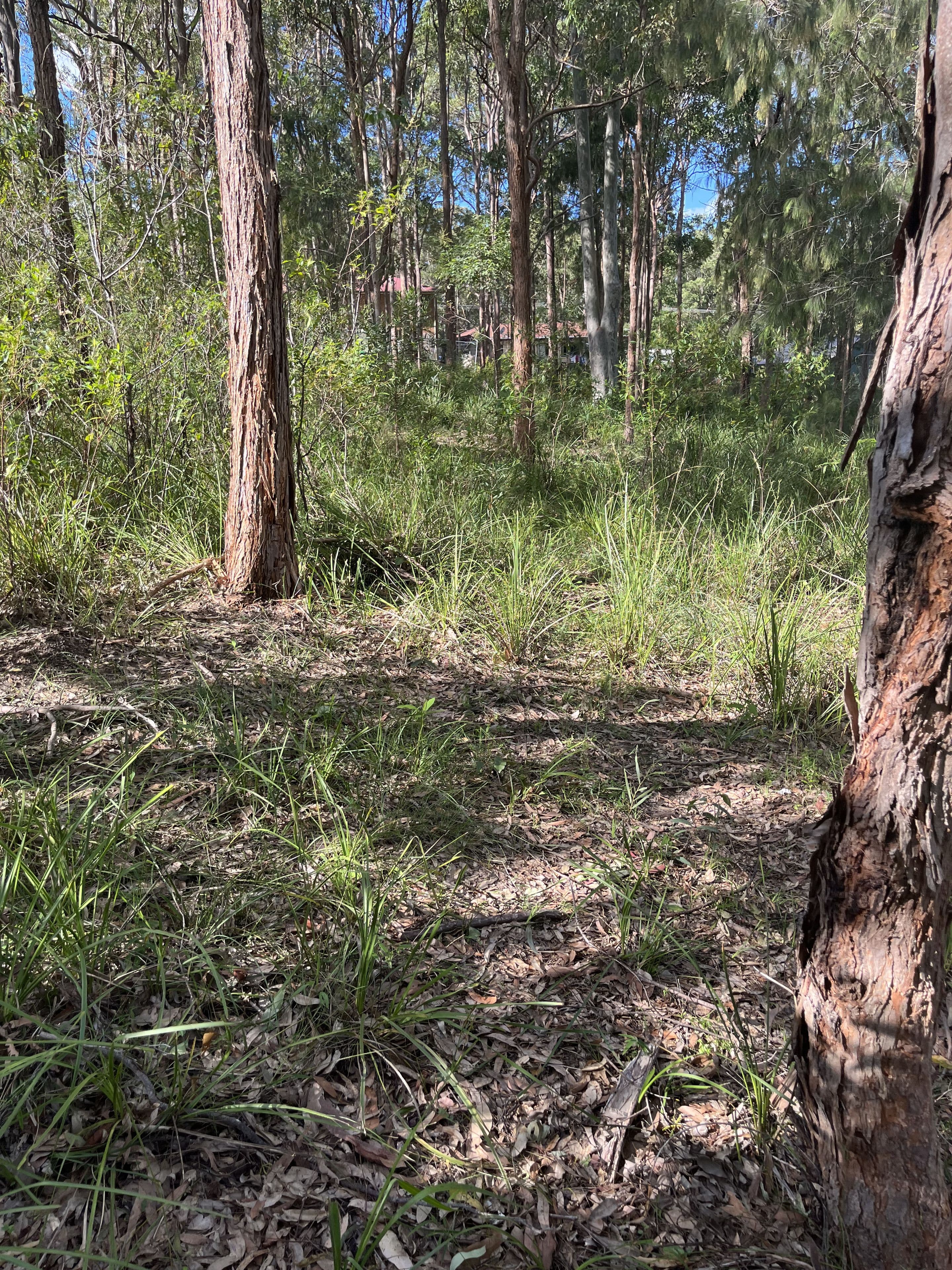 55 Curlew Crescent, Nerong NSW 2423, Nerong - Thumbnail 2