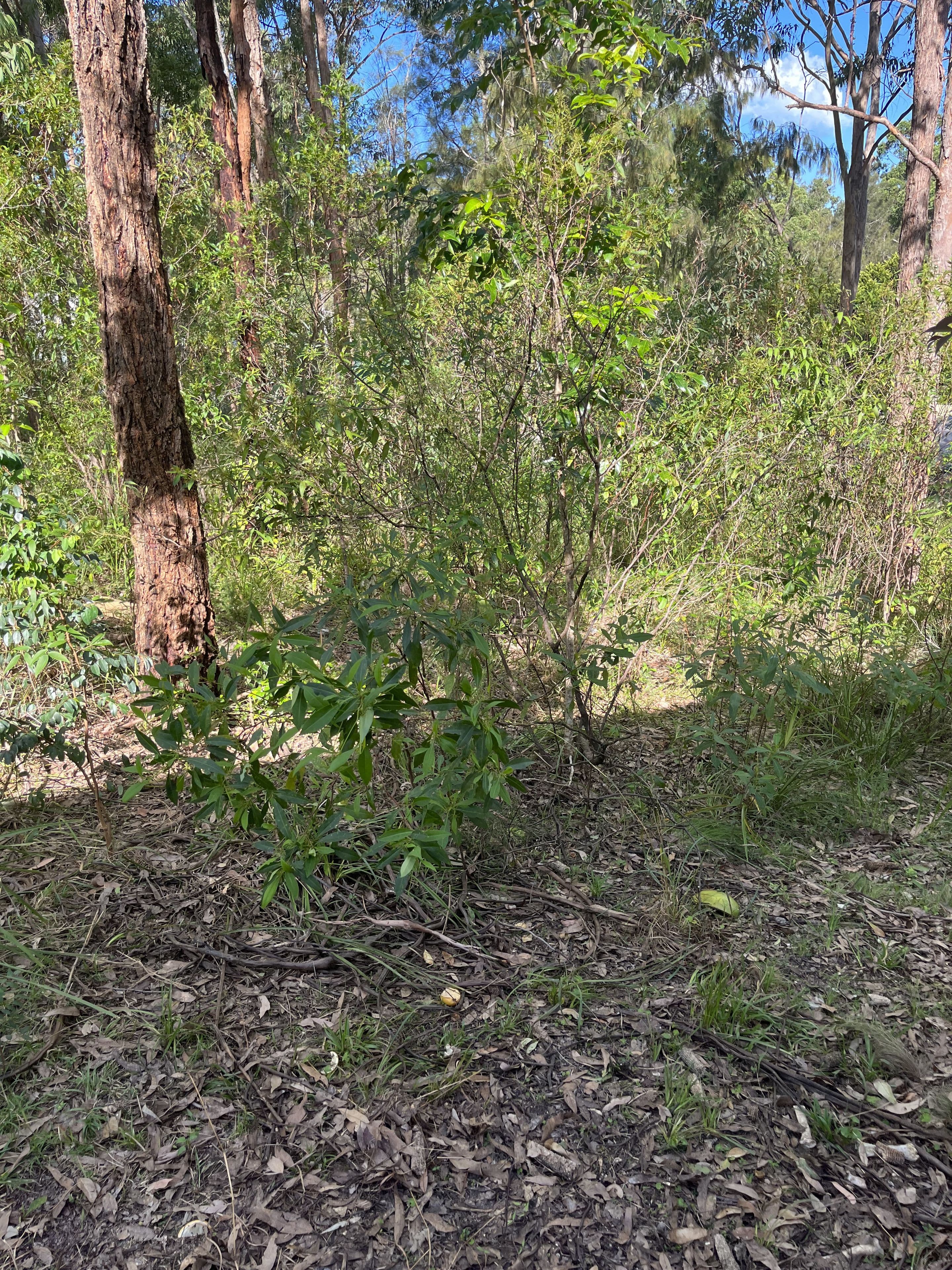 55 Curlew Crescent, Nerong NSW 2423, Nerong - Thumbnail 4