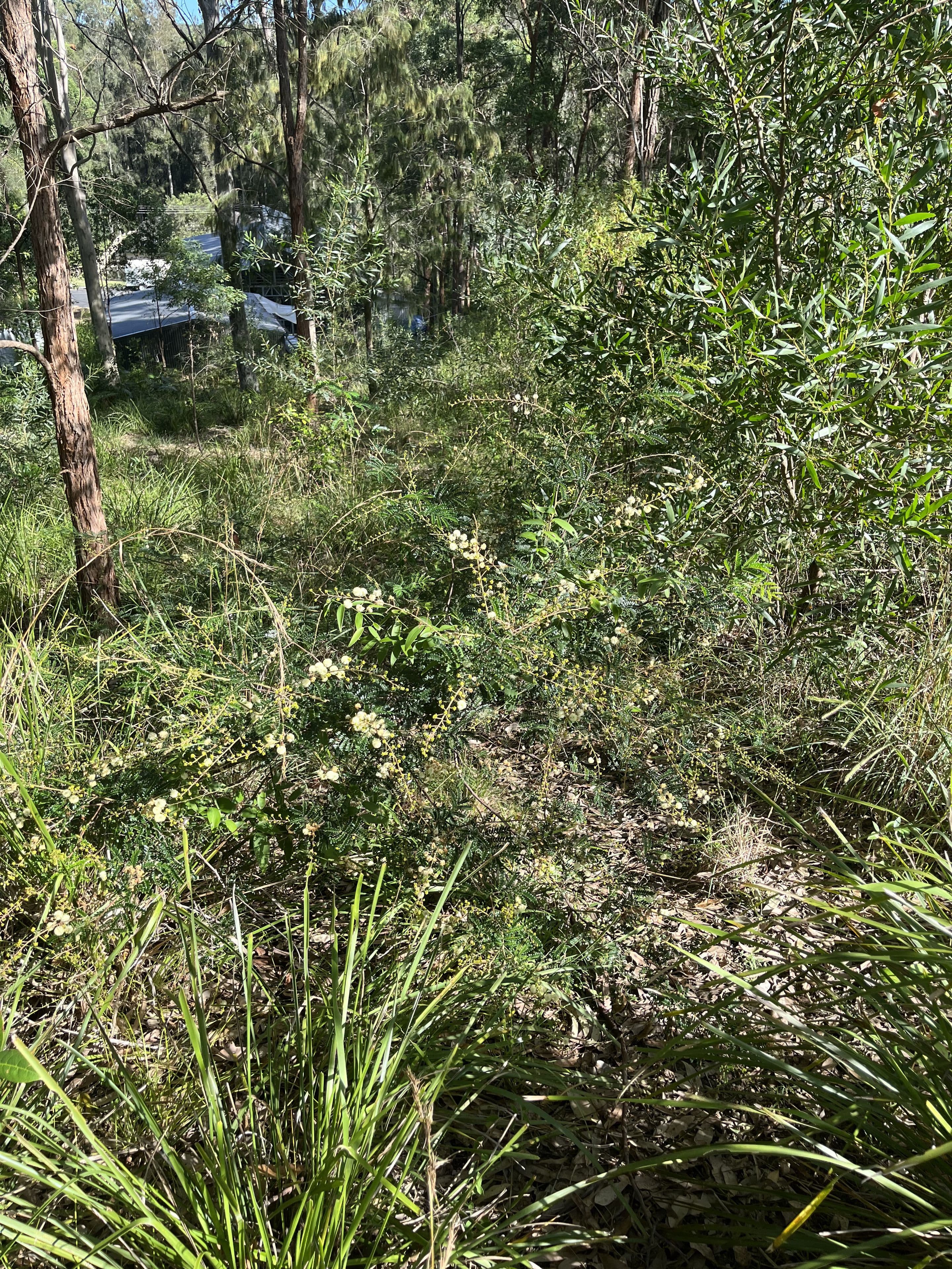 55 Curlew Crescent, Nerong NSW 2423, Nerong - Thumbnail 5