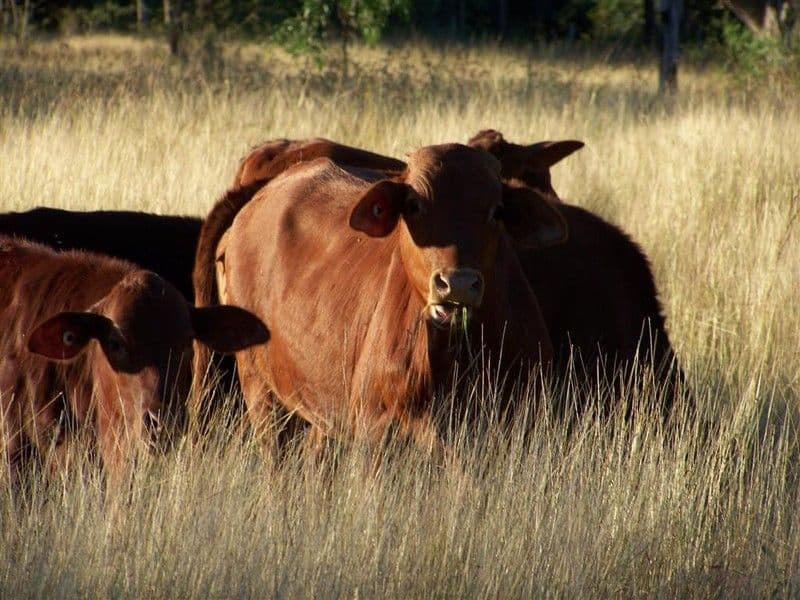 Lot 103 Stanwell-Waroula Road, ALTON DOWNS QLD 4702, Alton Downs - Thumbnail 2