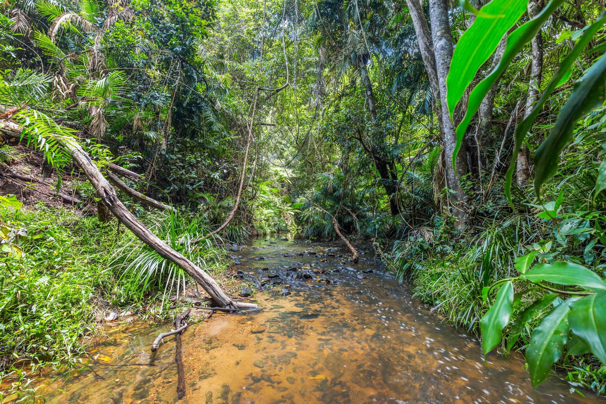 8 Masons Road, Kuranda QLD 4881, Kuranda - Image 1