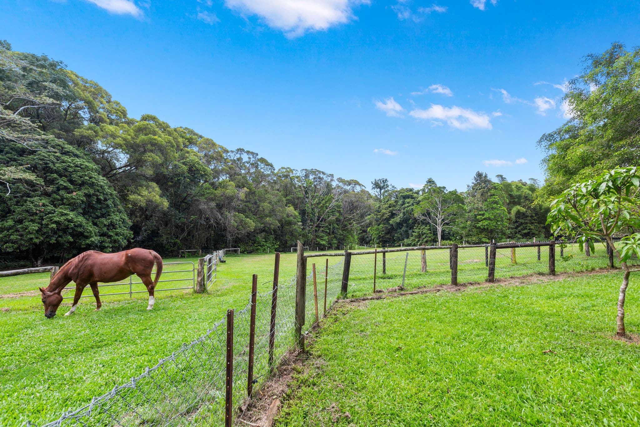 8 Masons Road, Kuranda QLD 4881, Kuranda - Thumbnail 2
