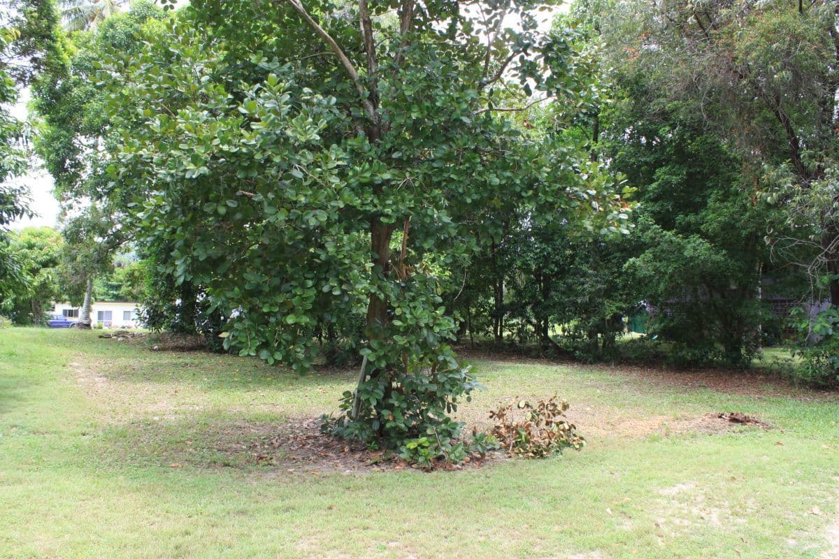 4 Esplanade, Wonga Beach QLD 4873, Wonga Beach - Thumbnail 3