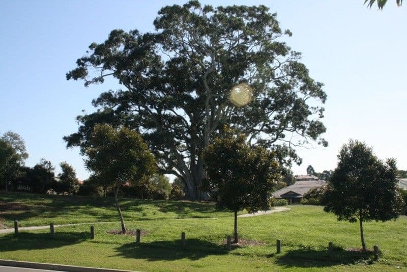 35 Bogong Street, HEMMANT QLD 4174, Hemmant - Thumbnail 7