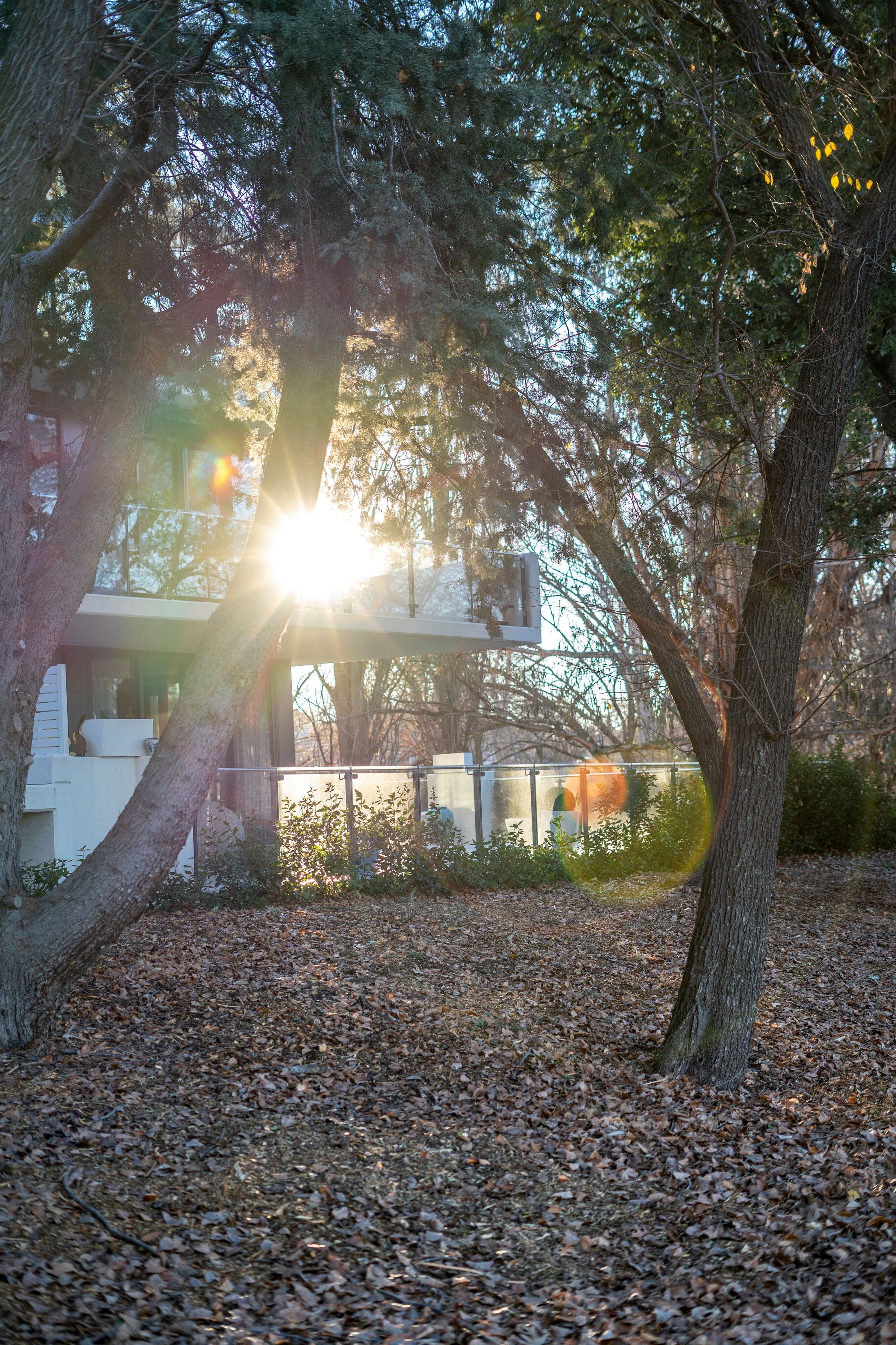 18 Austin Street, Griffith ACT 2603, Griffith - Thumbnail 3