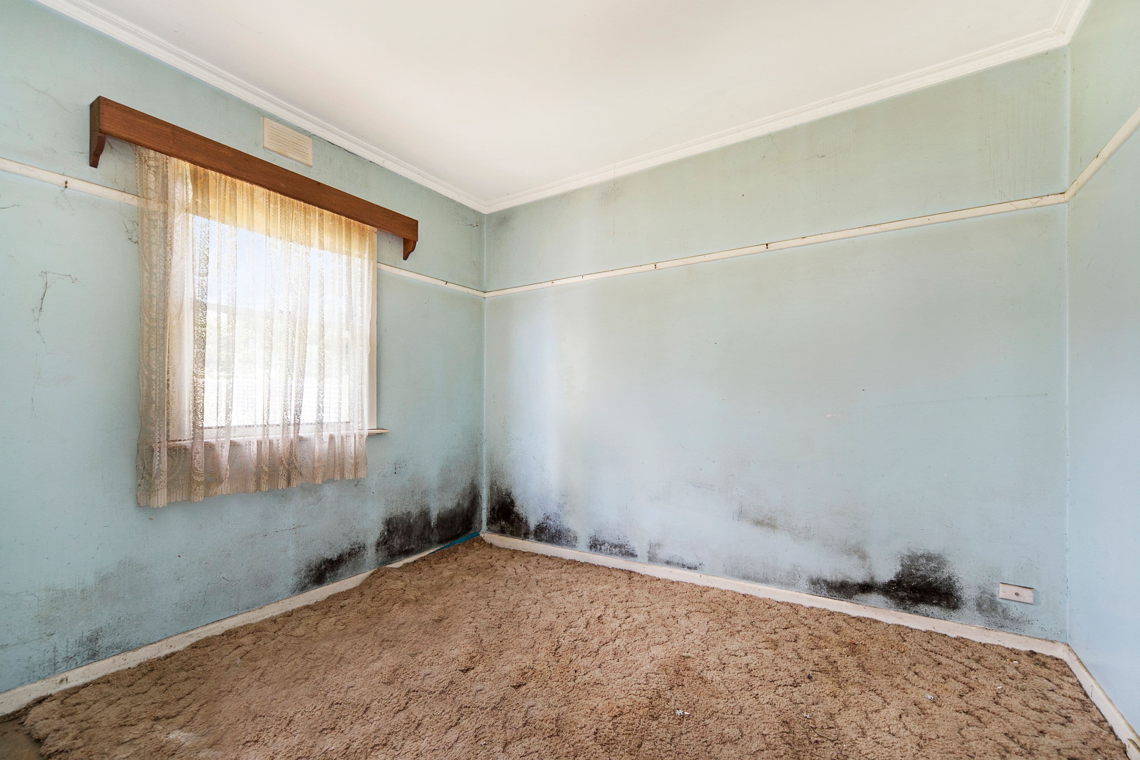 709 Humffray Street South, Mount Pleasant VIC 3350, Mount Pleasant - Thumbnail 6