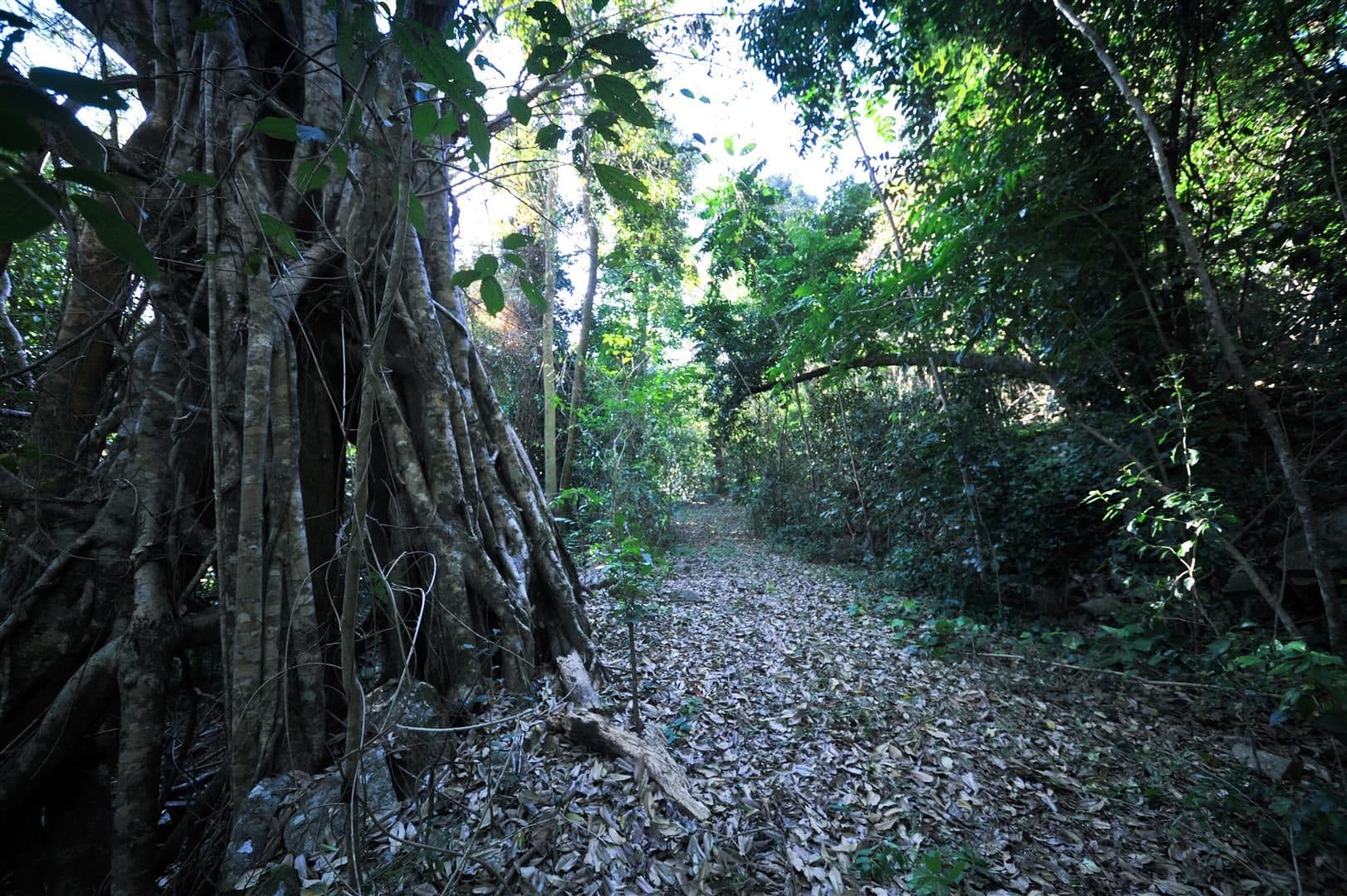 44 De Boni Road, GREGORY RIVER QLD 4800, Gregory River - Thumbnail 4