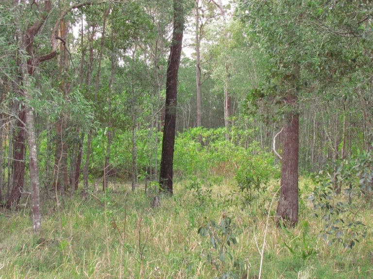 Lot 304 Iluka Road, Woombah NSW 2469, Woombah - Thumbnail 2