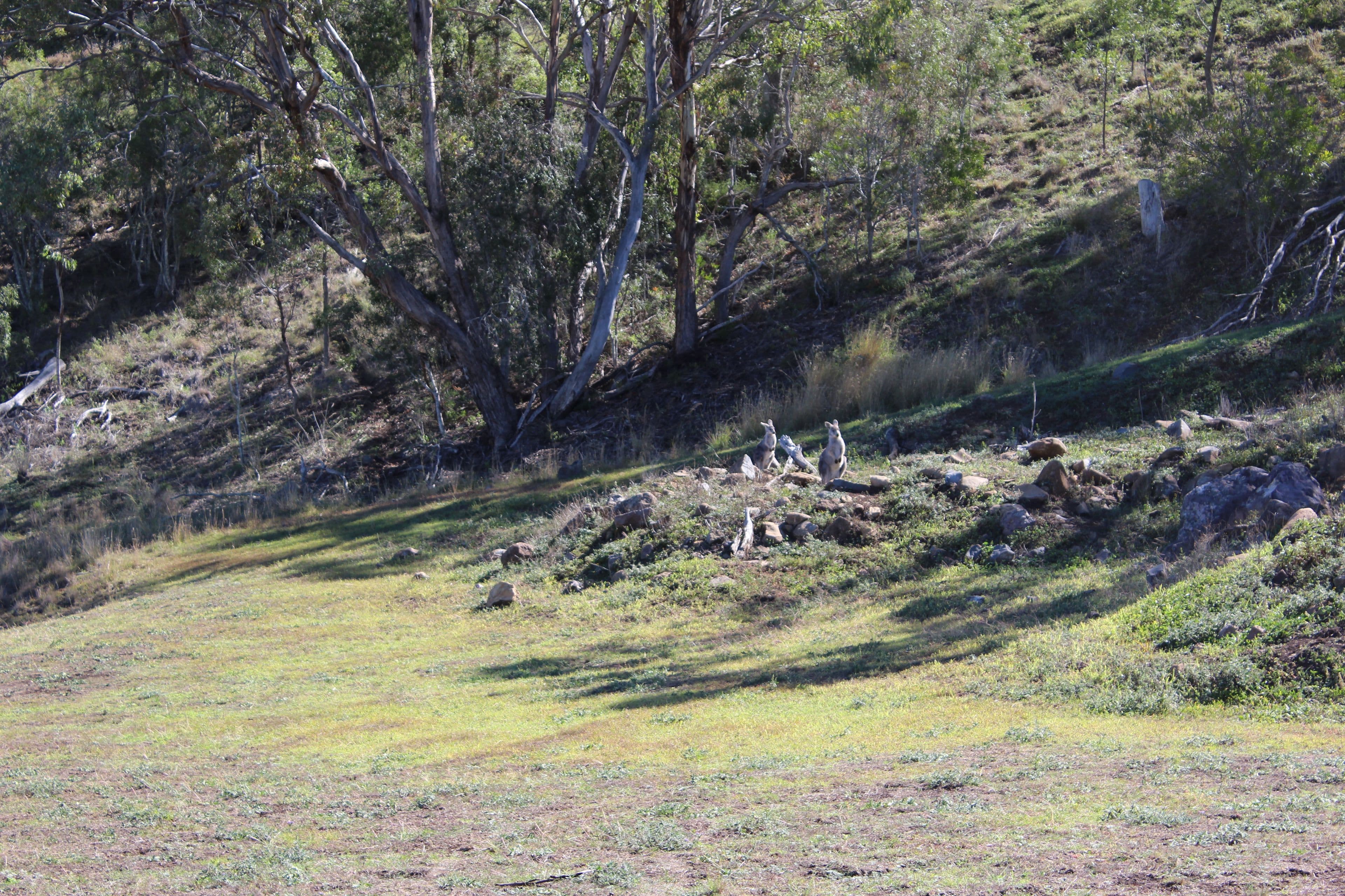 6 Mayra Court, Sladevale QLD 4370, Sladevale - Thumbnail 6
