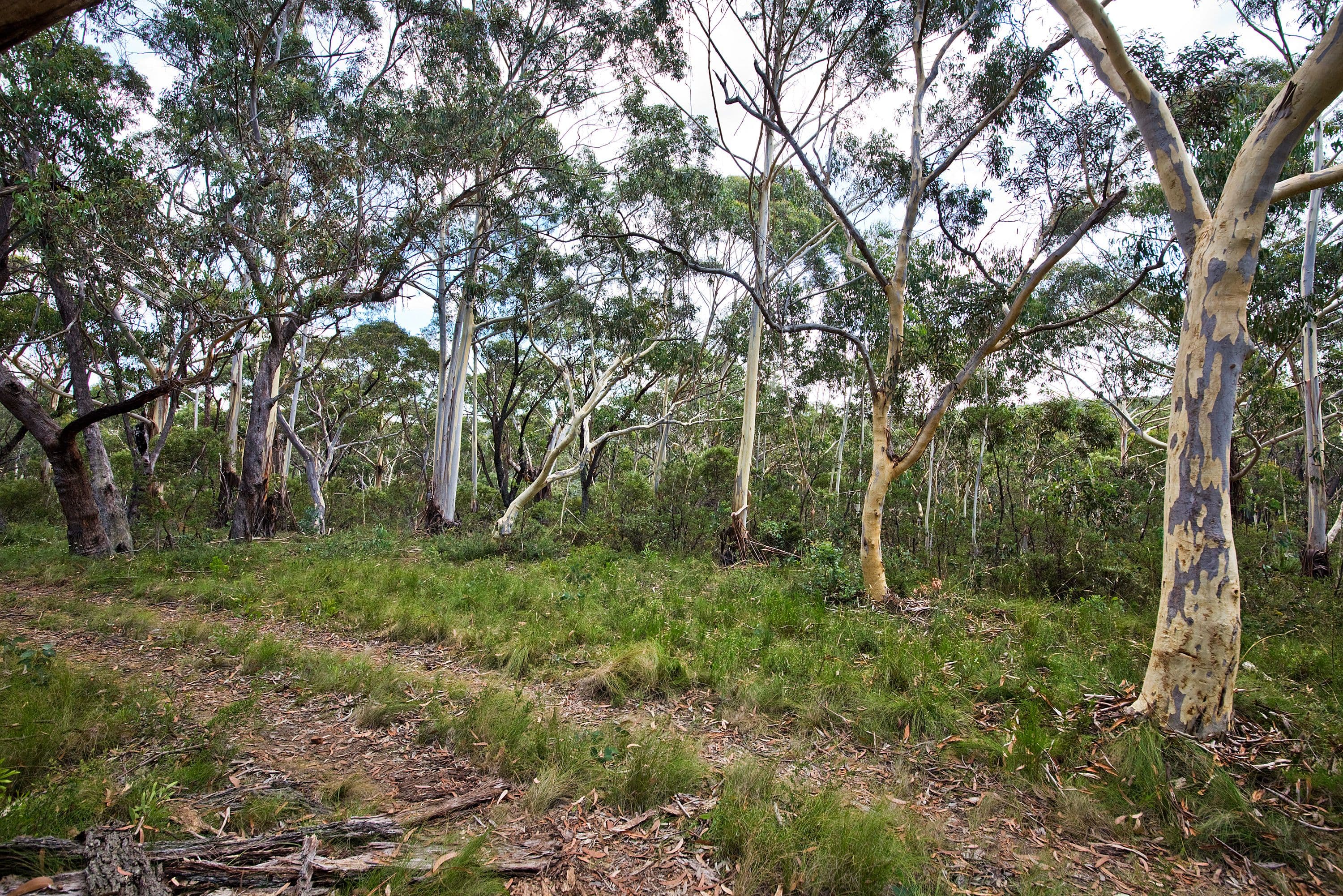 48 Godson Ave (Block 5), Blackheath NSW 2785, Blackheath - Thumbnail 5
