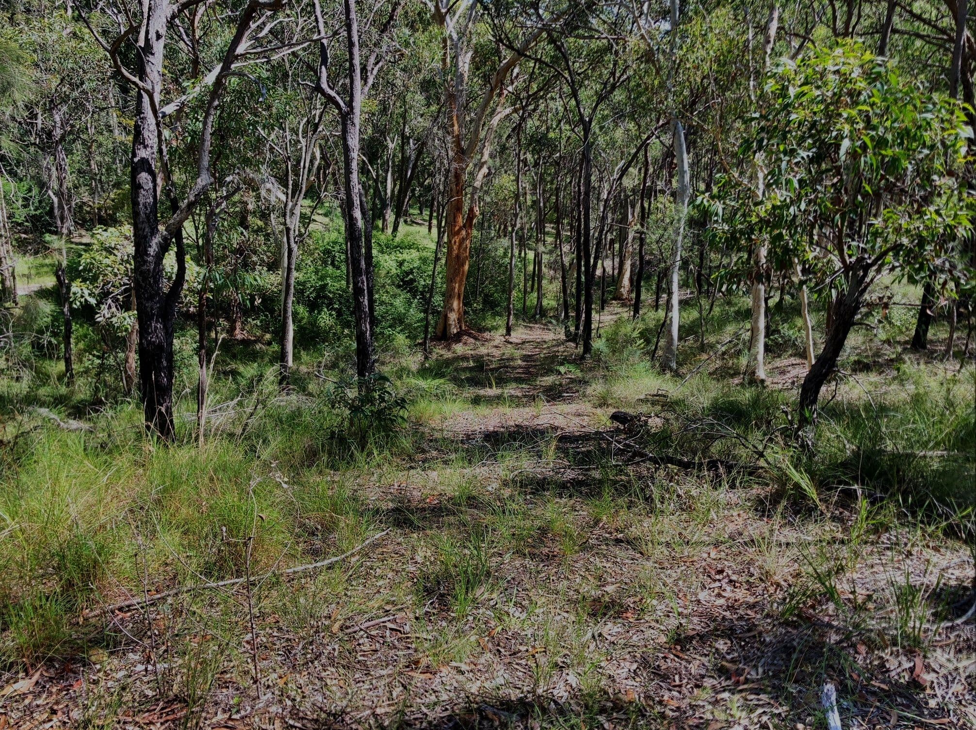 1 Fishery Point Road, Mirrabooka NSW 2264, Mirrabooka - Thumbnail 3