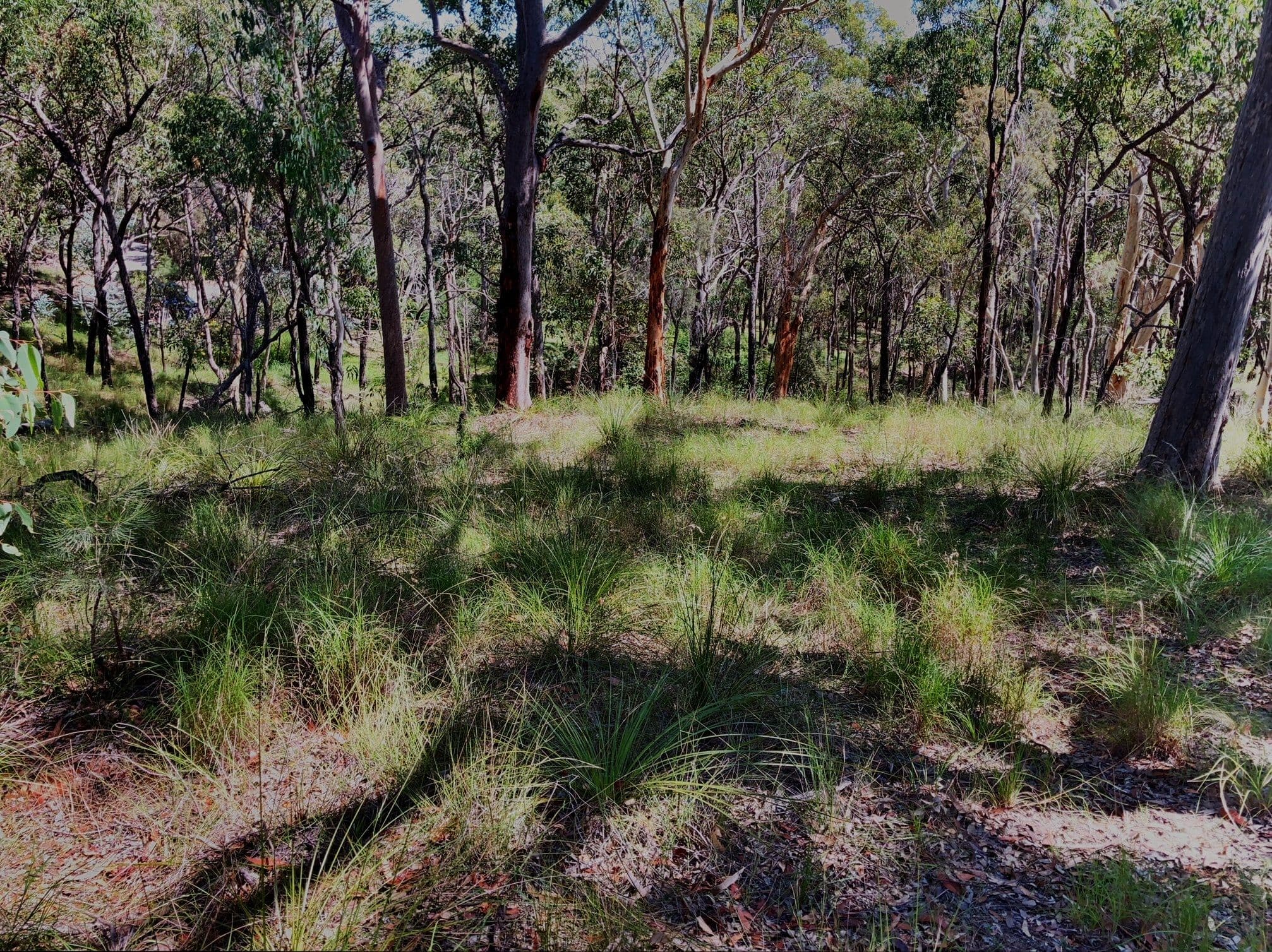 1 Fishery Point Road, Mirrabooka NSW 2264, Mirrabooka - Thumbnail 4