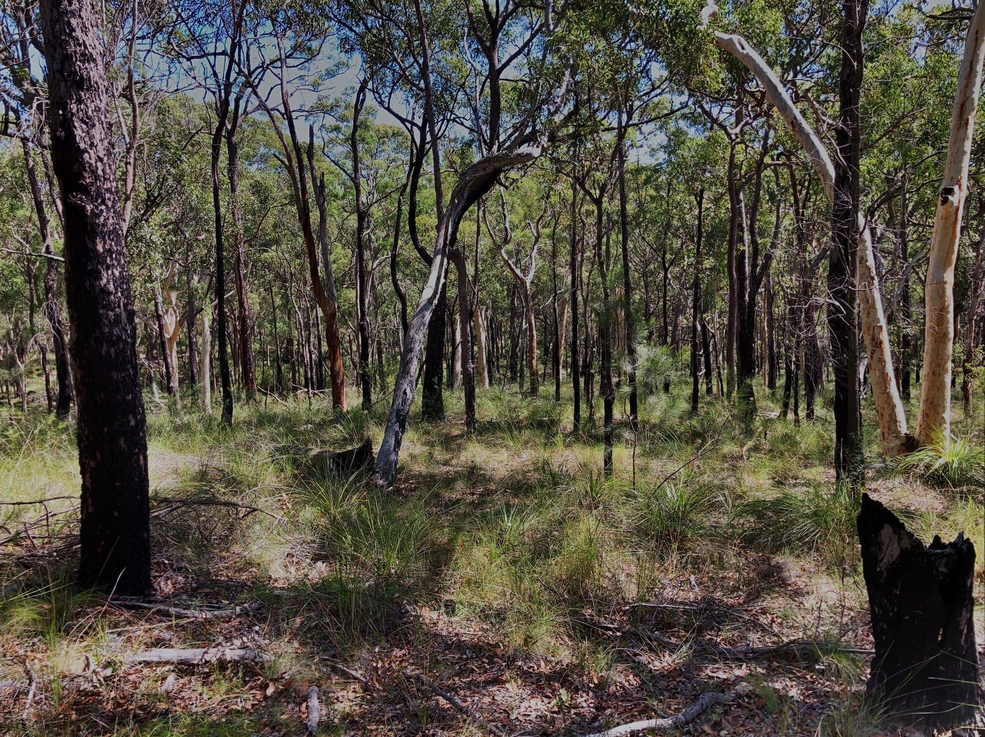 1 Fishery Point Road, Mirrabooka NSW 2264, Mirrabooka - Thumbnail 5