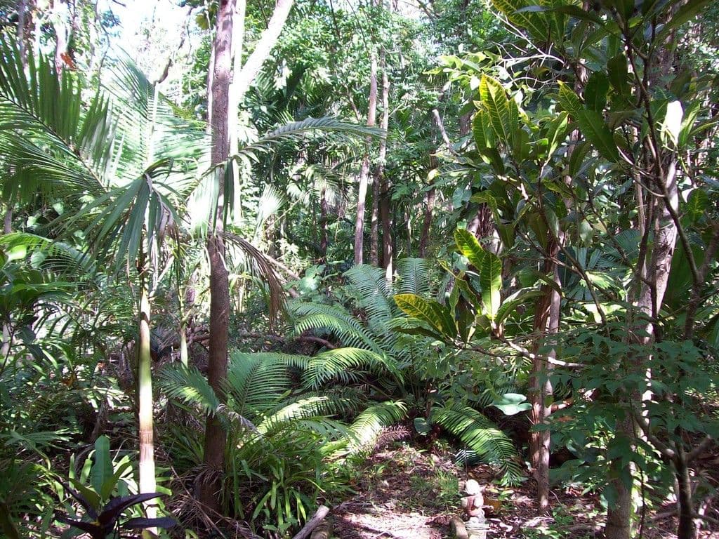 287 Saltwater Creek Road, Conway QLD 4800, Conway - Thumbnail 4