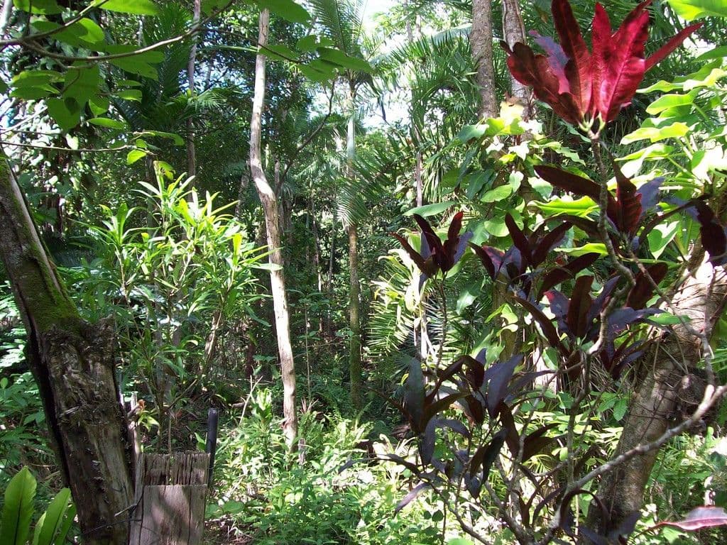 287 Saltwater Creek Road, Conway QLD 4800, Conway - Thumbnail 5