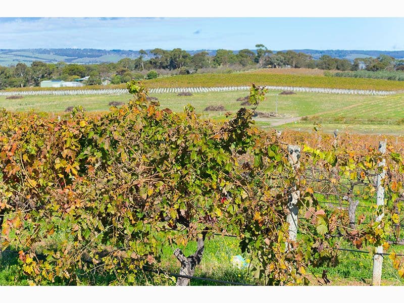 45 Aldinga Road, Willunga SA 5172, Willunga - Thumbnail 4