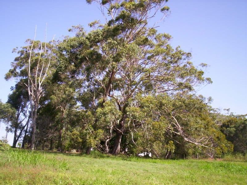 8  Yawl Street, RUSSELL ISLAND QLD 4184, Russell Island - Thumbnail 2