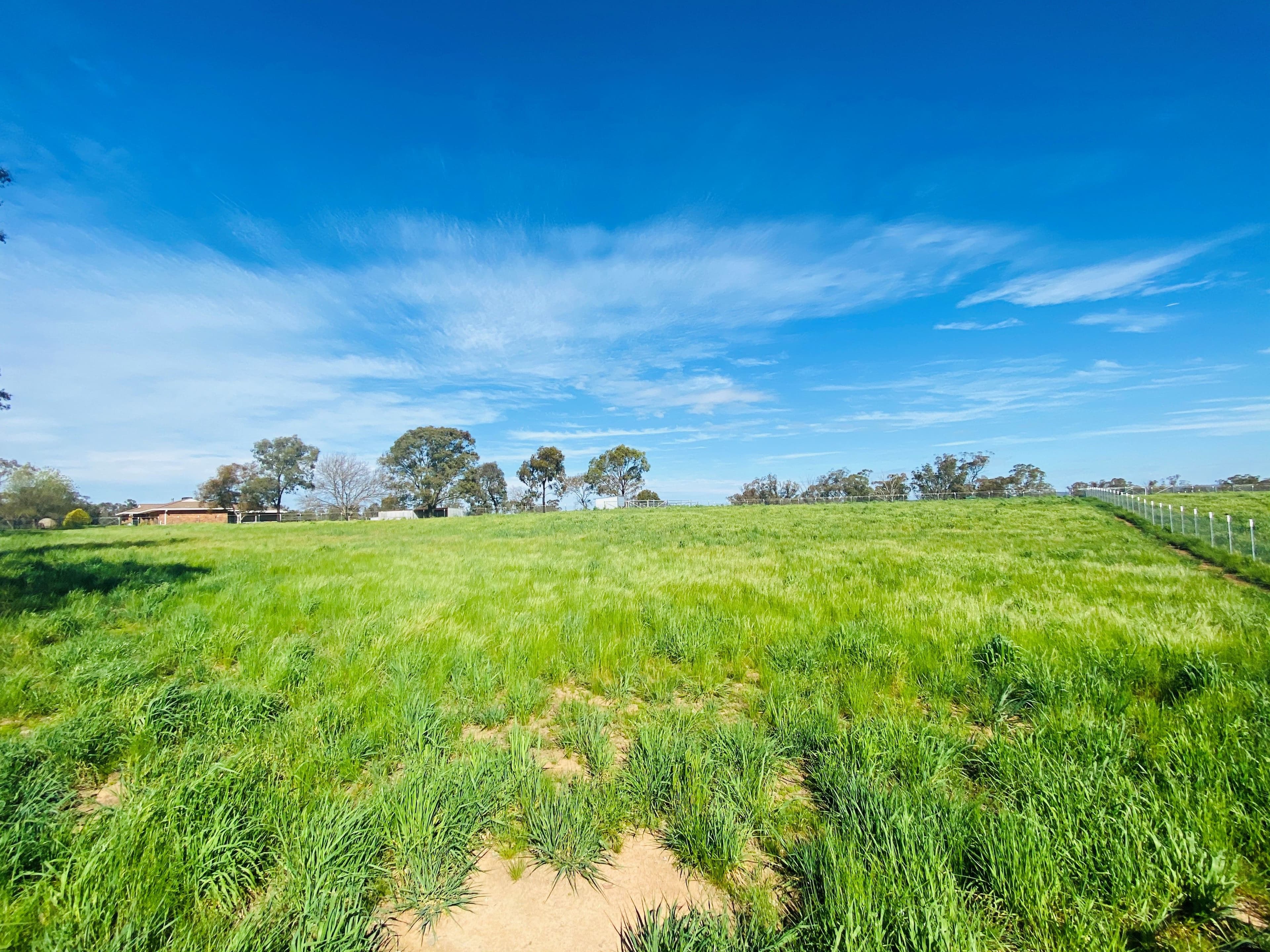 61 Redhill Road, Young NSW 2594, Young - Thumbnail 6