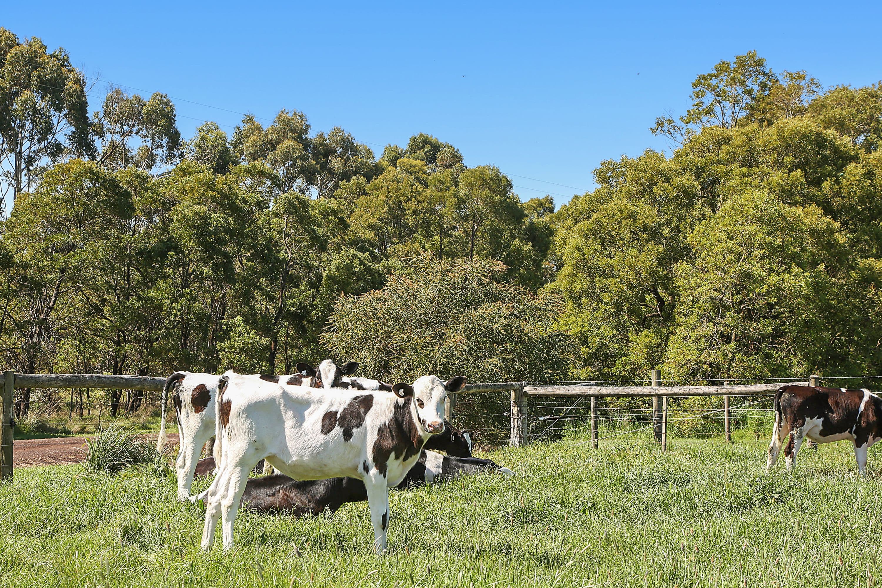 119 Cobden-South Ecklin Road, Cobden VIC 3266, Cobden - Thumbnail 3