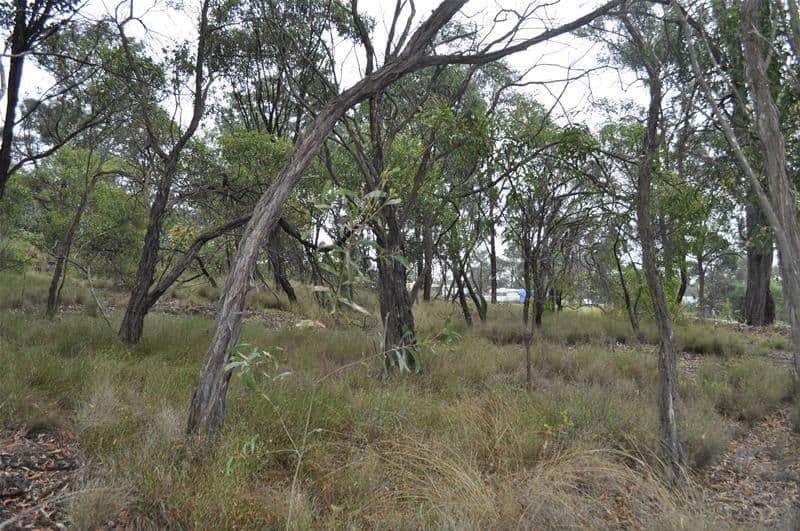 15 Trevis Court, BLACKSTONE QLD 4304, Blackstone - Thumbnail 5