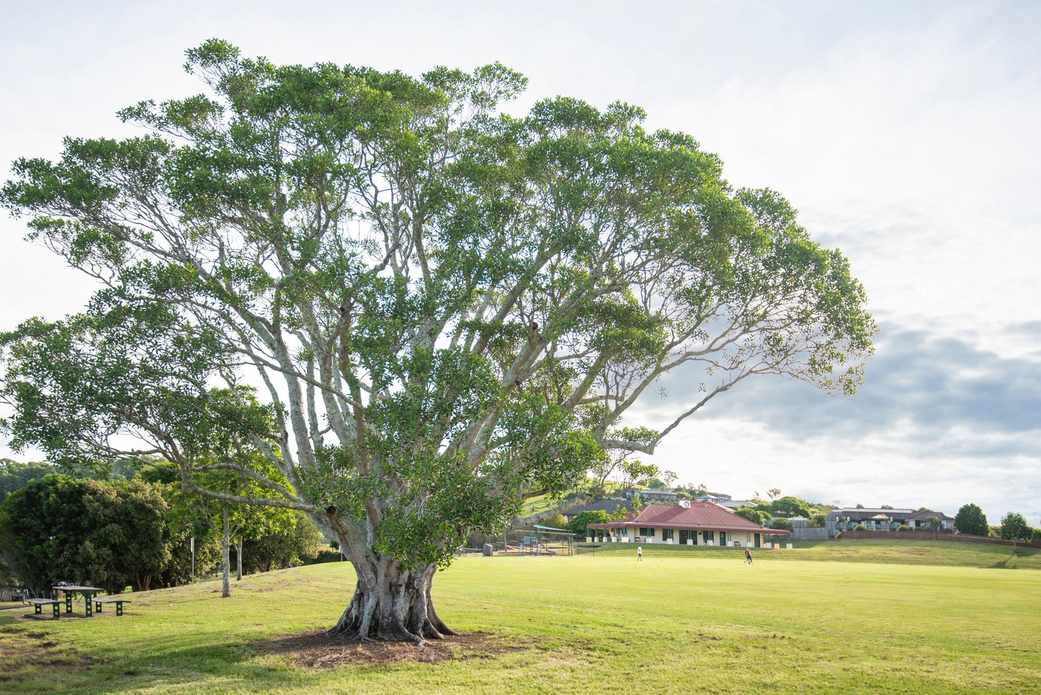 Lot 614 Grey Gum Close, Caniaba NSW 2480, Caniaba - Thumbnail 7
