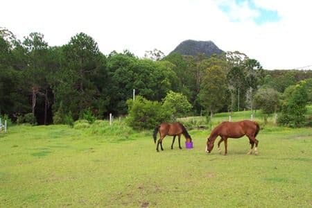 POMONA QLD 4568, Pomona - Image 1