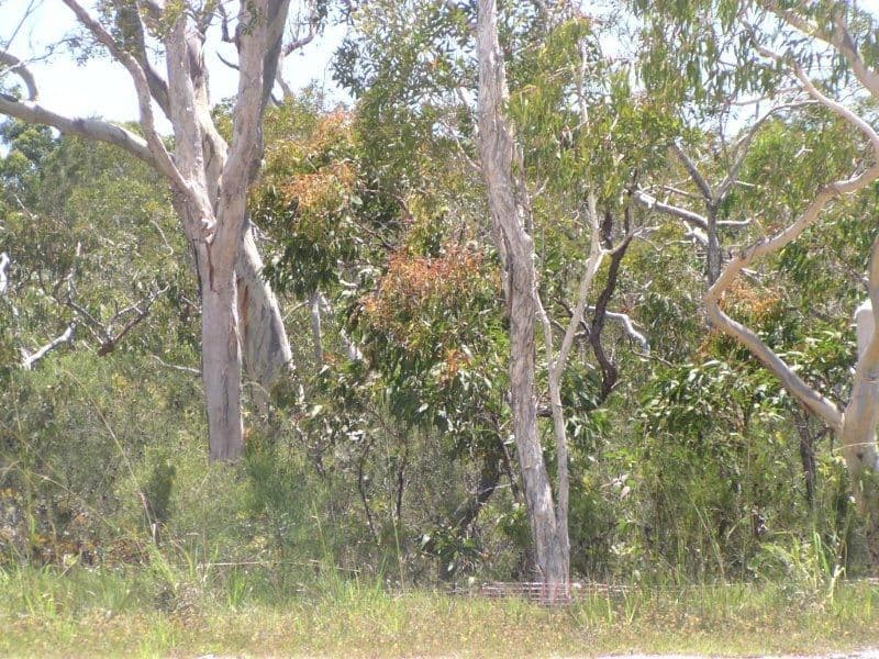 77 (2817) Balgownie Drive, PEREGIAN SPRINGS QLD 4573, Peregian Springs - Thumbnail 7