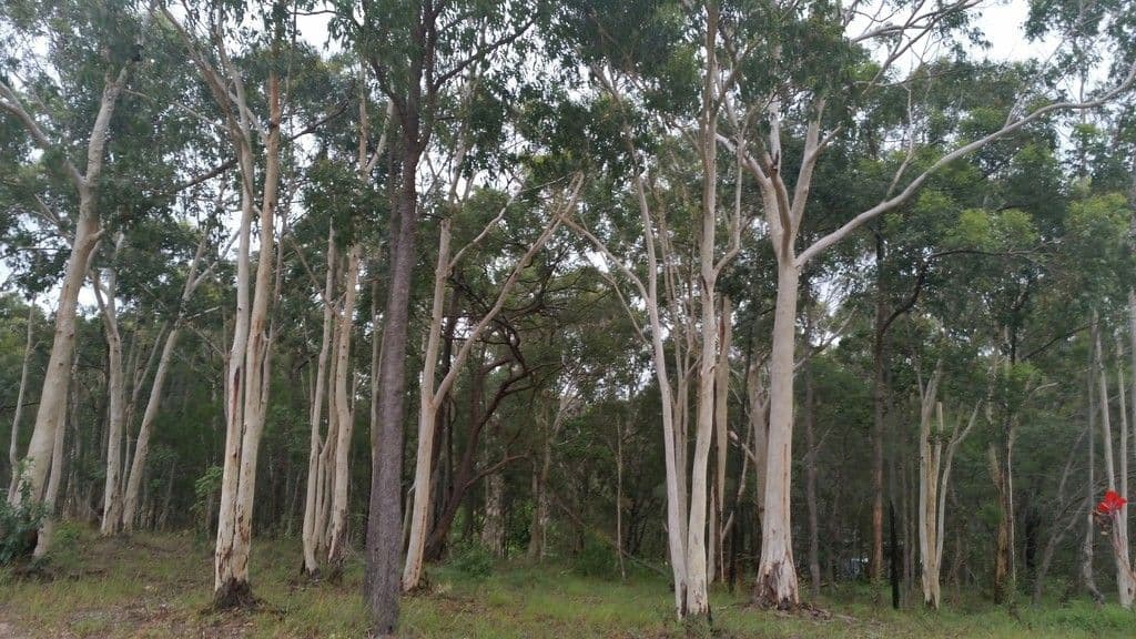 9 LEICHHARDT Terrace, Russell Island QLD 4184, Russell Island - Thumbnail 2