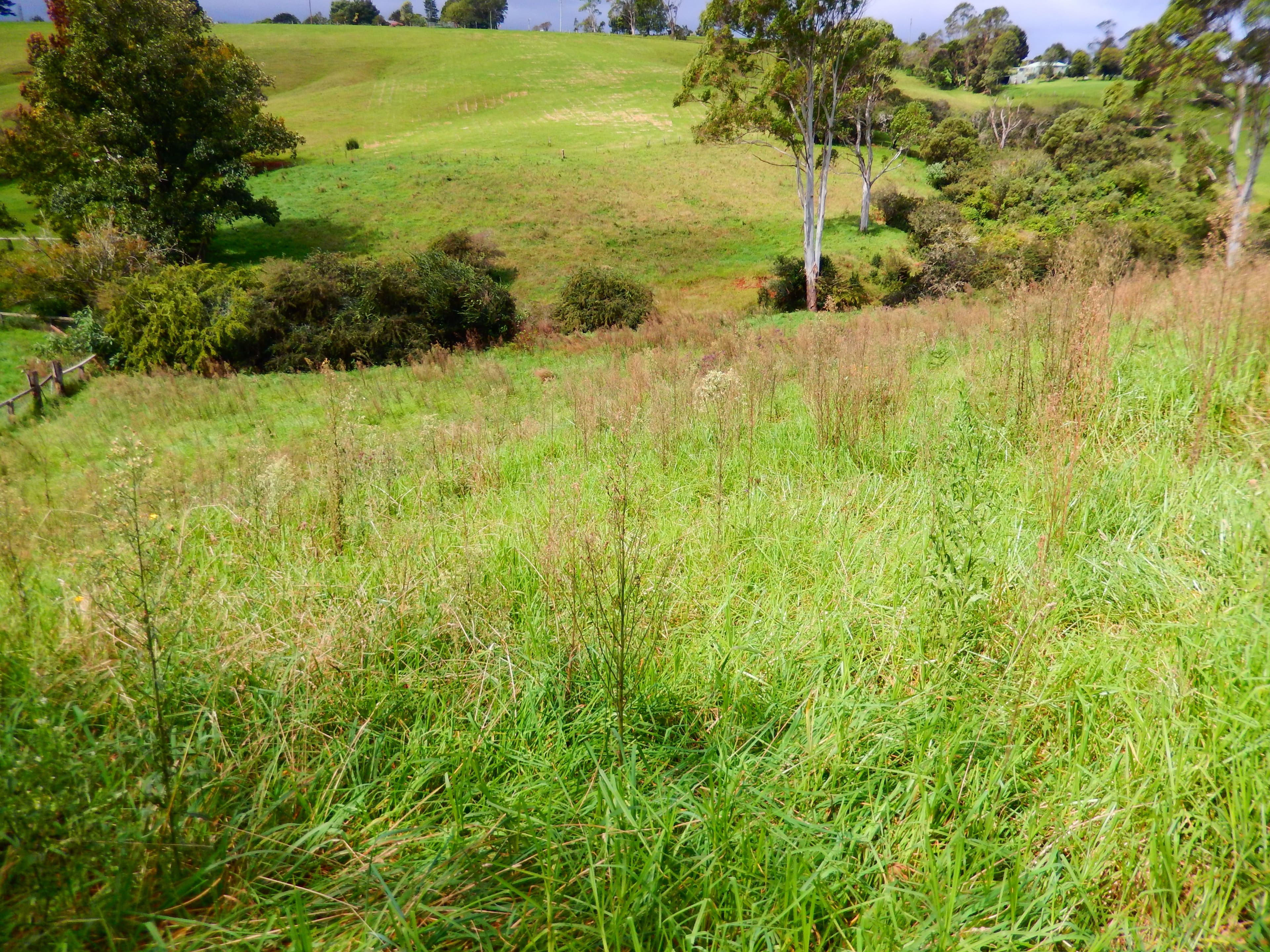 30 Kurrajong Street, Dorrigo NSW 2453, Dorrigo - Thumbnail 2