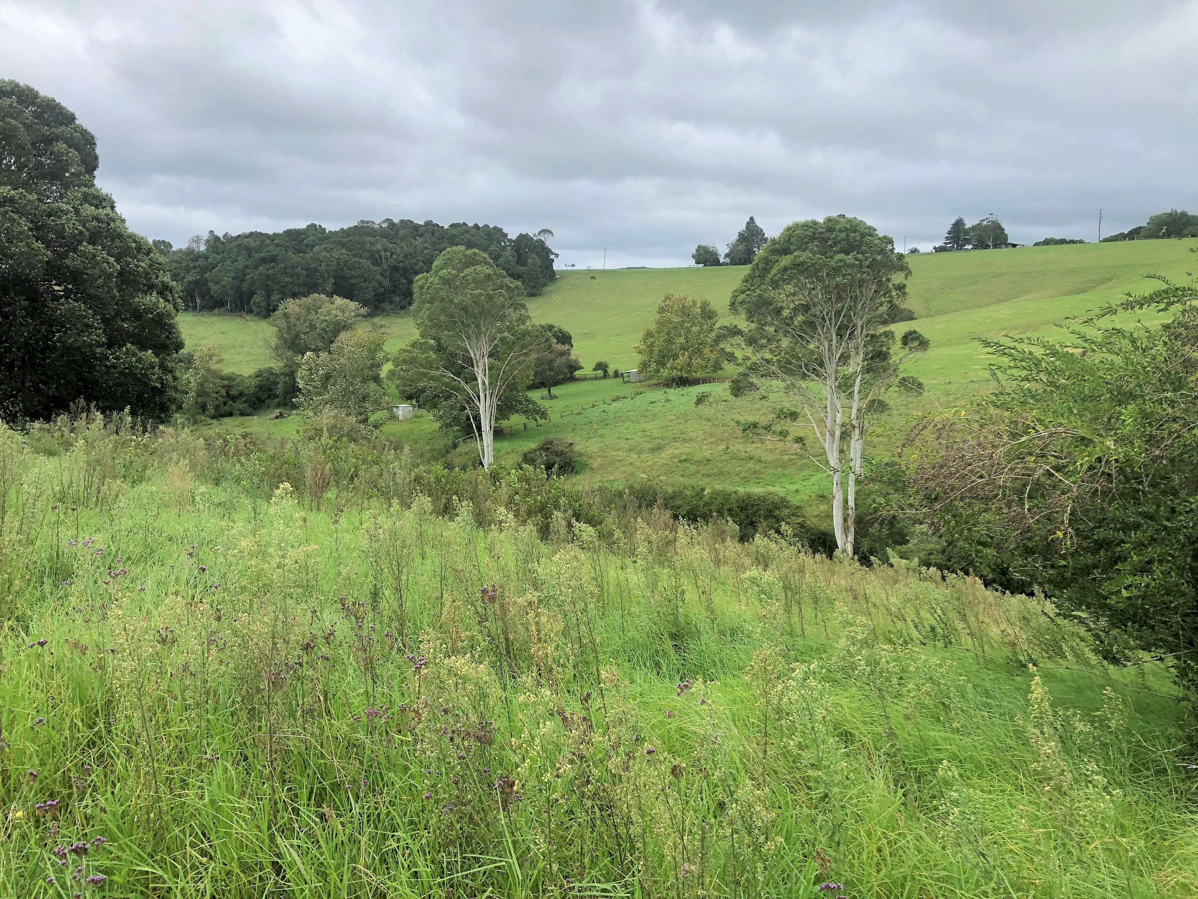 30 Kurrajong Street, Dorrigo NSW 2453, Dorrigo - Thumbnail 3