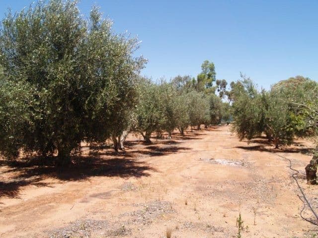 184 Hill Road, WAIKERIE SA 5330, Waikerie - Thumbnail 2