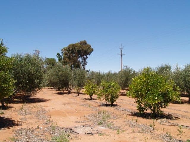 184 Hill Road, WAIKERIE SA 5330, Waikerie - Thumbnail 3