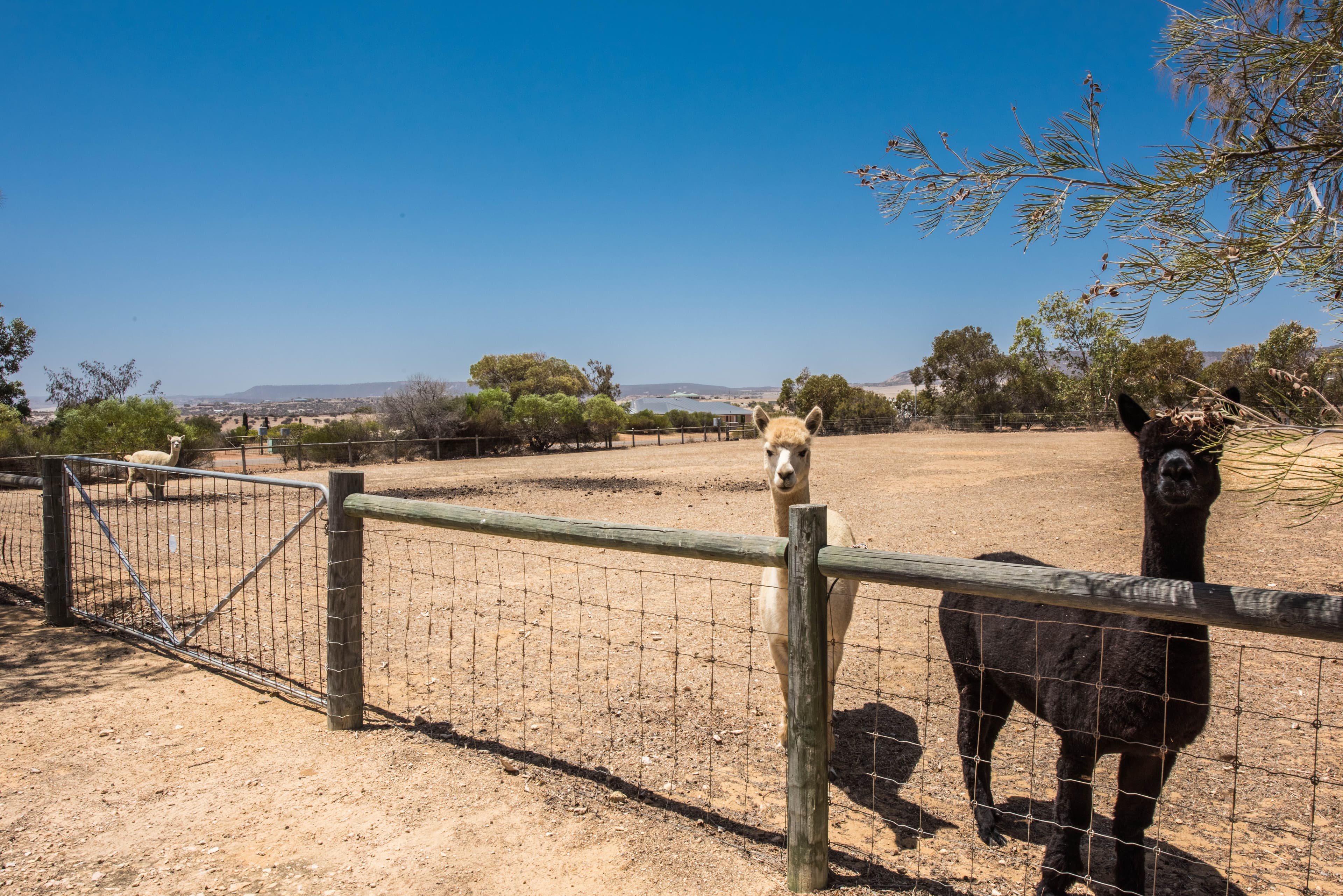 76 Eliza Shaw Drive, White Peak WA 6532, White Peak - Thumbnail 8
