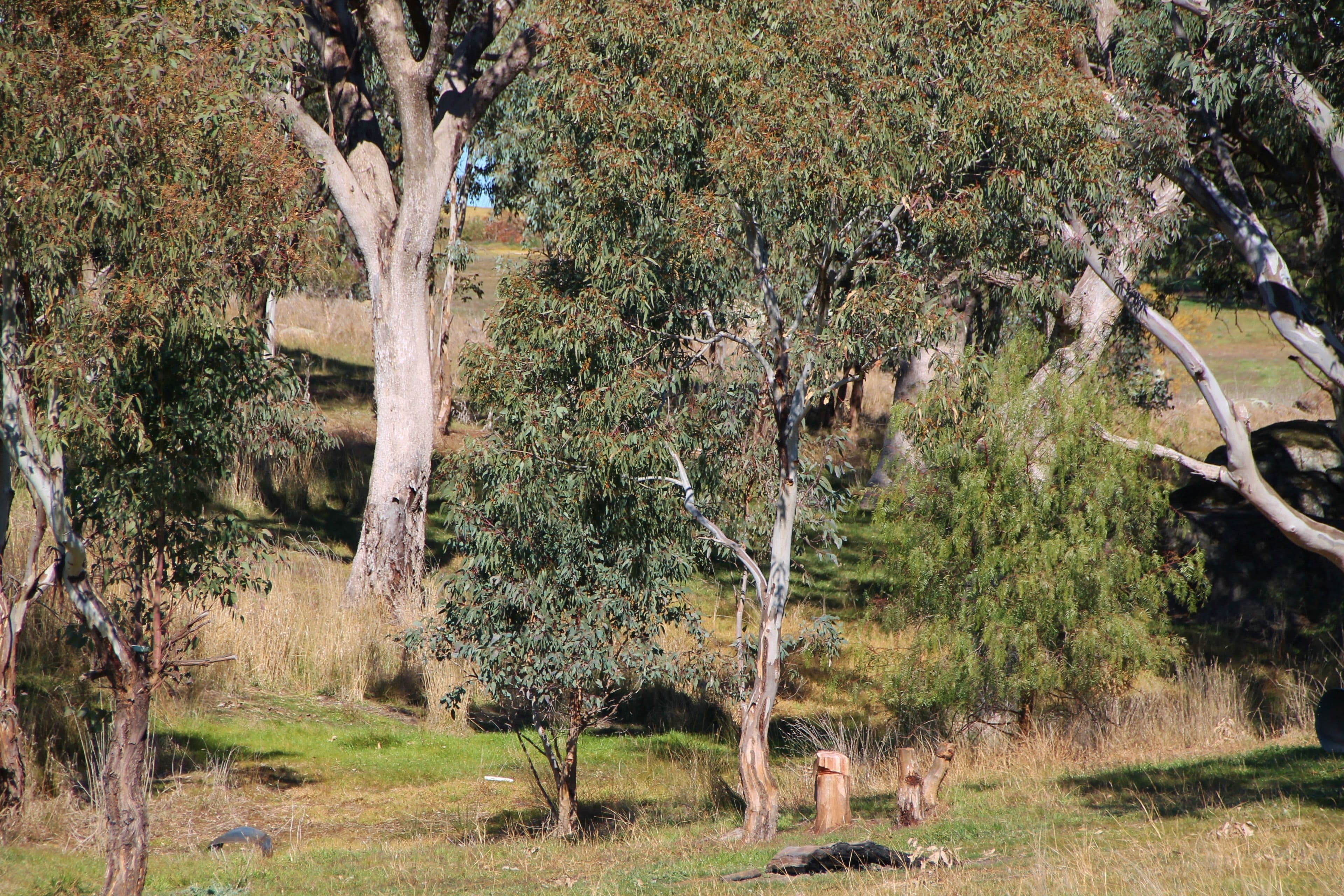 88 Burrows Road, Young NSW 2594, Young - Thumbnail 7