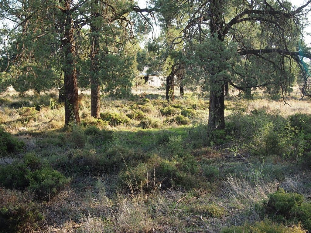 Iona 1a Welcome Road, Parkes NSW 2870, Parkes - Thumbnail 4