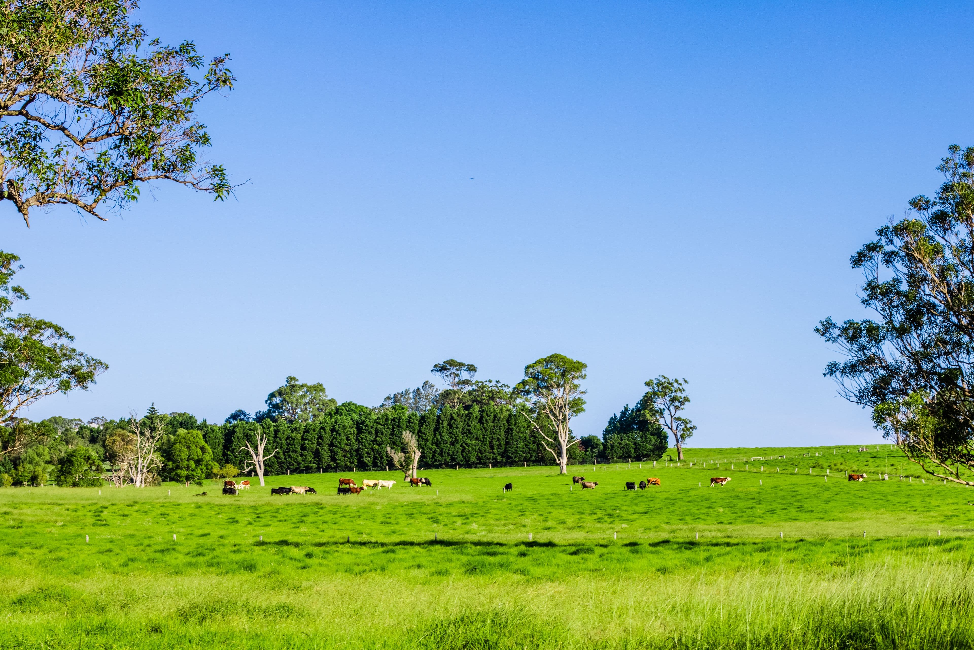Lot 15, 510 Beach Road, Berry NSW 2535, Berry - Thumbnail 5
