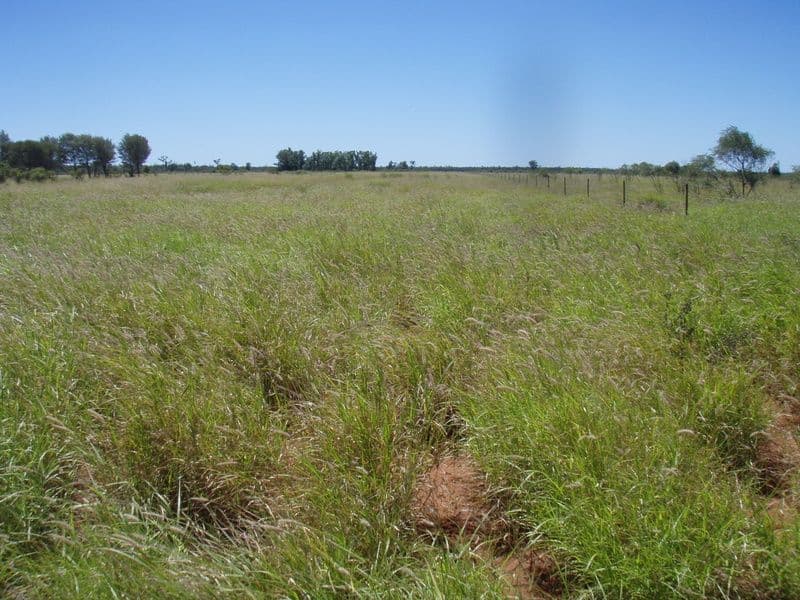 Lot 23 Albert Park Road, CHARLEVILLE QLD 4470, Charleville - Image 1