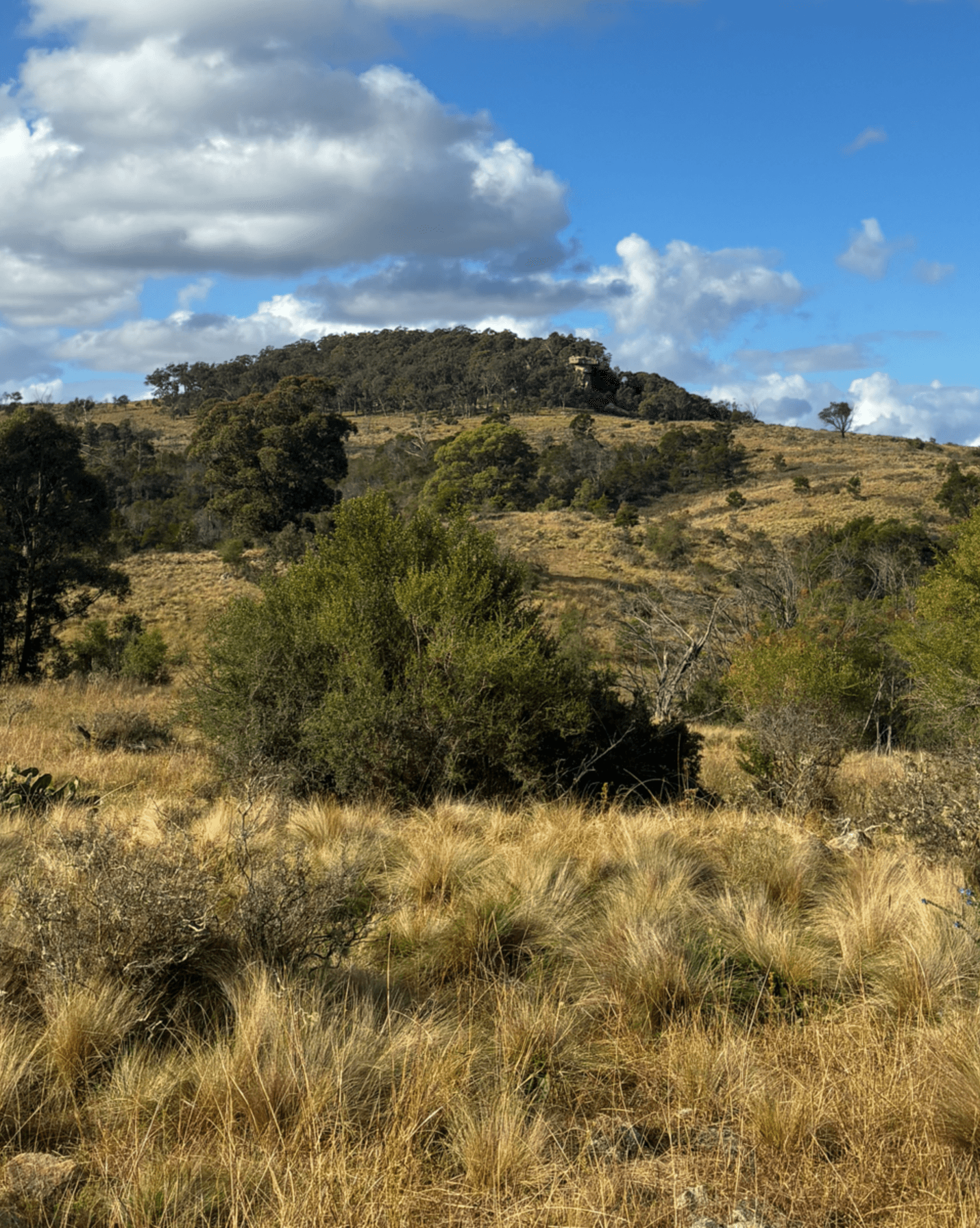 200 Pulpit Rock Road Bullio, Bullio - Thumbnail 4