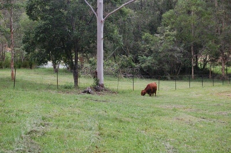 VERRIERDALE QLD 4562, Verrierdale - Thumbnail 6