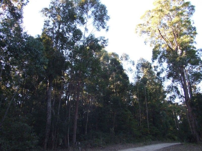 Lot 1 Camp Creek Road, LOWANNA NSW 2450, Lowanna - Thumbnail 6