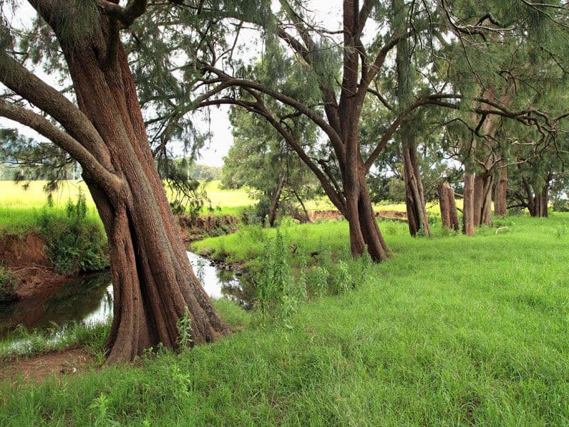 Lot 119 Taylors Lane, CAMBEWARRA NSW 2540, Cambewarra - Thumbnail 2