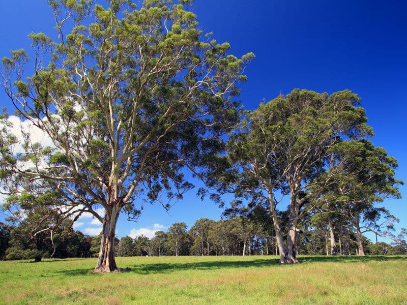 Lot 119 Taylors Lane, CAMBEWARRA NSW 2540, Cambewarra - Thumbnail 3