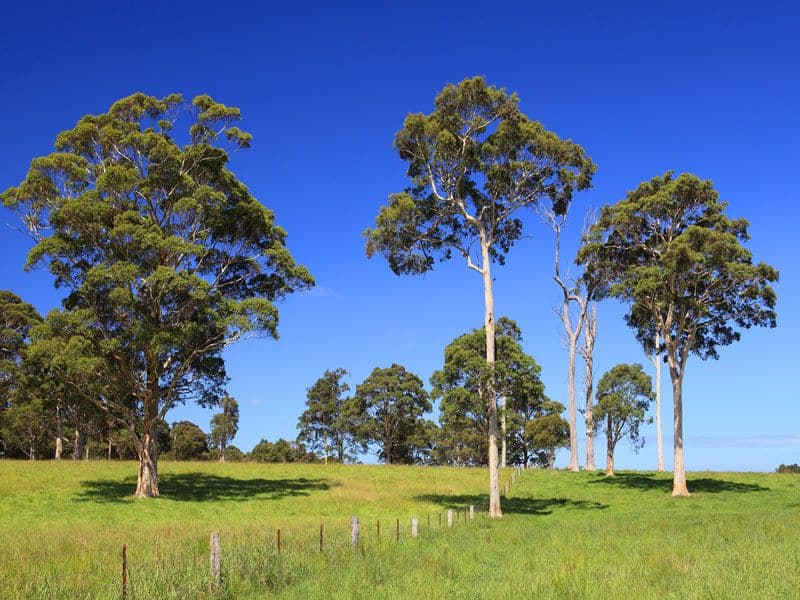 Lot 119 Taylors Lane, CAMBEWARRA NSW 2540, Cambewarra - Thumbnail 4