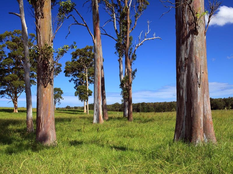 Lot 119 Taylors Lane, CAMBEWARRA NSW 2540, Cambewarra - Thumbnail 7