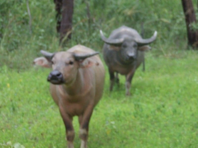 6208 Edith Farms Road, KATHERINE NT 0850, Katherine - Thumbnail 2