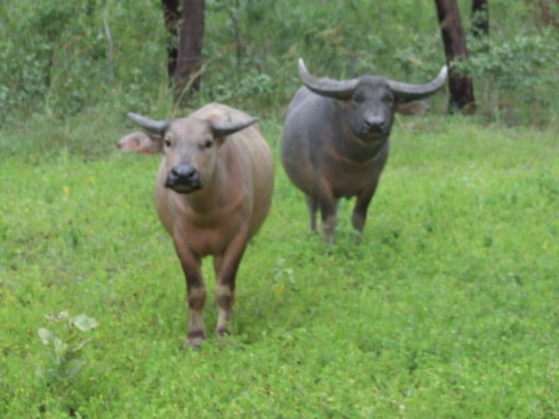 6208 Edith Farms Road, KATHERINE NT 0850, Katherine - Thumbnail 3